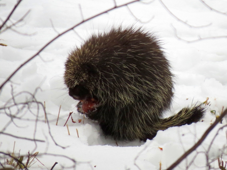 Porcupine enjoying an apple in New Hampshire, early February.